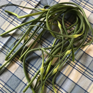 Garlic Scapes